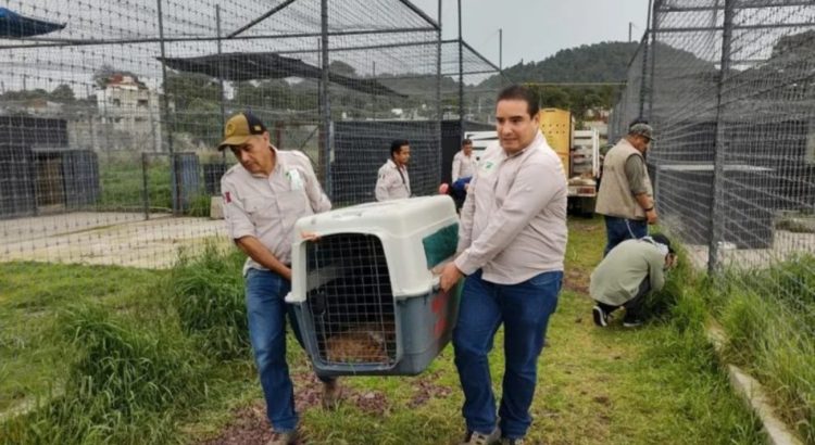 Zoológico de León recibe a los felinos rescatados del santuario Black Jaguar