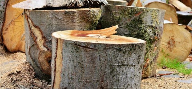 Denuncian tala de árboles en obras del malecón