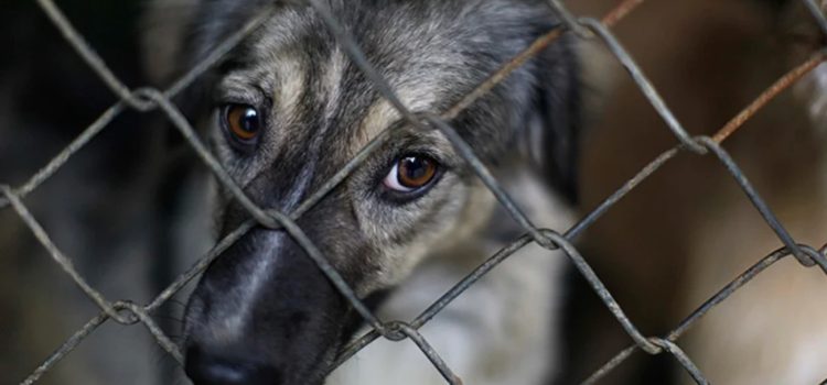 Rescatan a 146 mascotas maltratadas en León