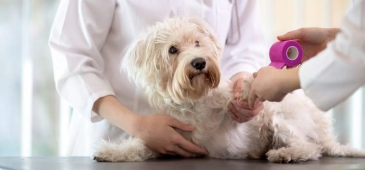 CCBA ofrecerá servicios de curación a mascotas a bajo costo