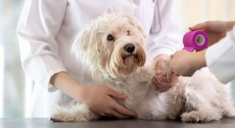 CCBA ofrecerá servicios de curación a mascotas a bajo costo