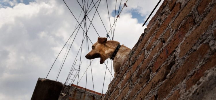 Emitiran multas a quienes recluyan a sus mascotas en azoteas en León