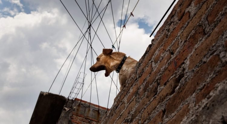 Emitiran multas a quienes recluyan a sus mascotas en azoteas en León