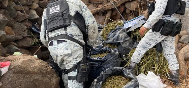 Guardia Nacional decomisa 12 costales con marihuana en Tequila, Jalisco