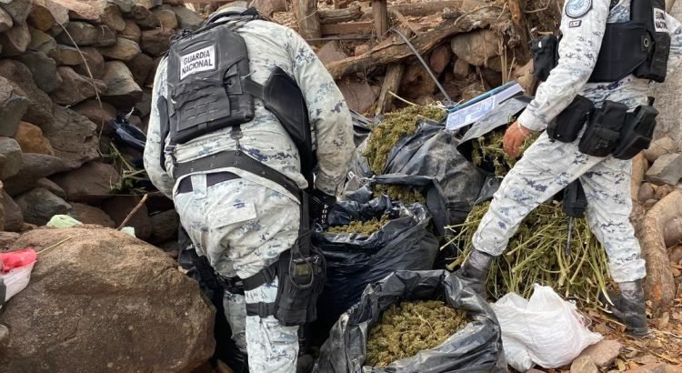 Guardia Nacional decomisa 12 costales con marihuana en Tequila, Jalisco