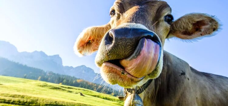 Dinamarca propone un impuesto a las flatulencias de las vacas para combatir el cambio climático