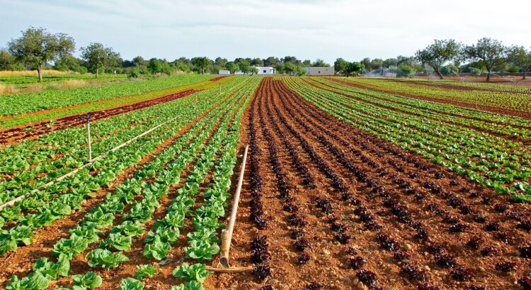 Guanajuato consolida liderazgo nacional en producción de lechuga