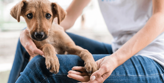 Inauguran sesión del Consejo de Protección Animal para impulsar cambios culturales y de infraestructura