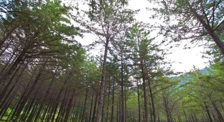 Guanajuato fortalece la conservación ambiental con nuevas Áreas Naturales Protegidas