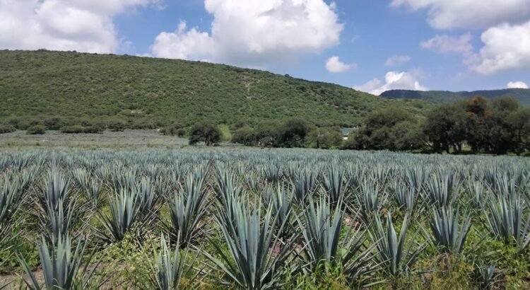 Sobre oferta en la producción de agave en Guanajuato