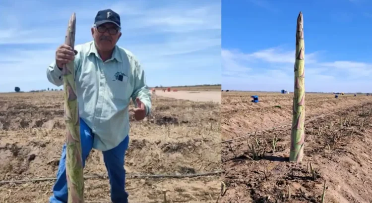 En el Valle, el espárrago más grande del mundo