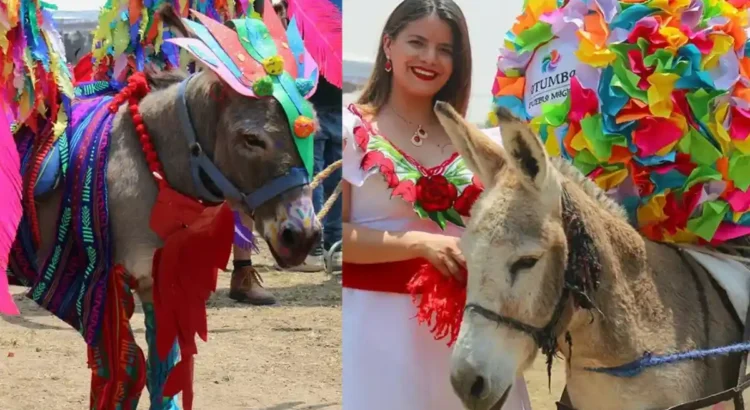 Invitan a … concurso de rebuznos