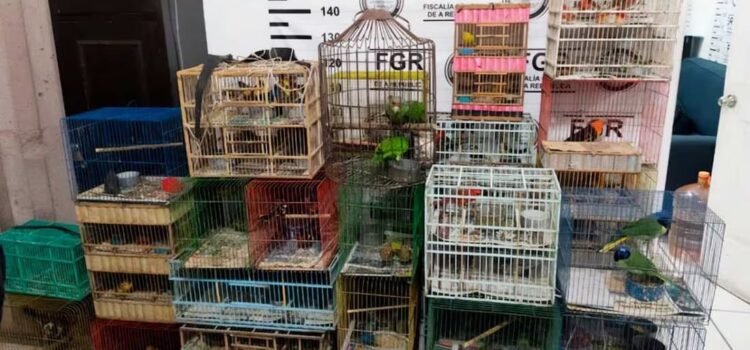 Profepa rescata 176 aves silvestres que eran vendidas ilegalmente en Guanajuato