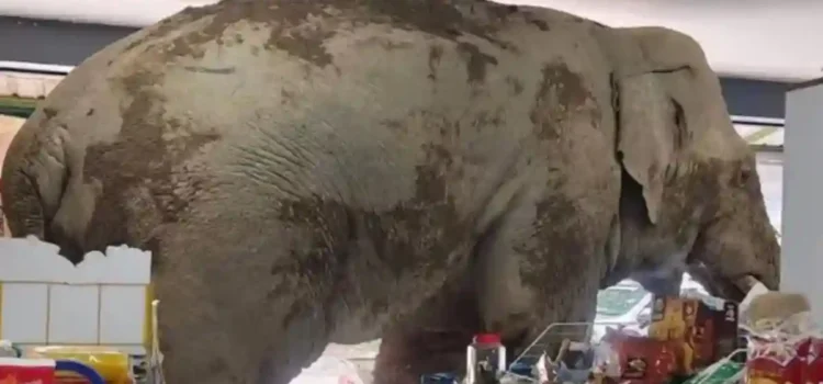 Elefante entró a robar a tienda de conveniencia