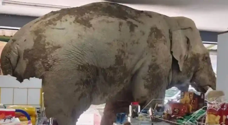 Elefante entró a robar a tienda de conveniencia