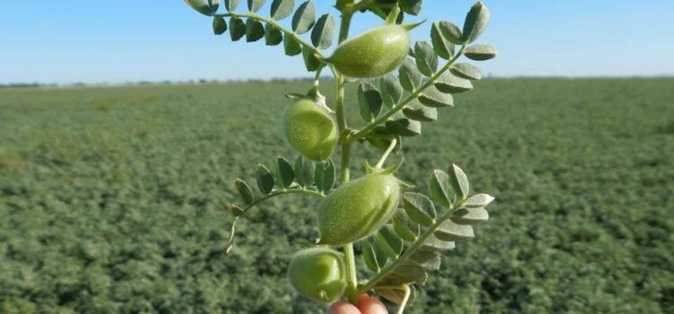 Buscan productores de Guanajuato conquistar el mercado del garbanzo