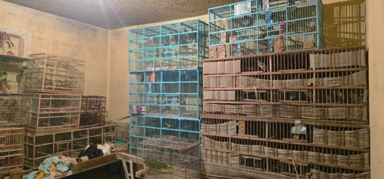 Rescatan 253 aves canoras y de ornato en Guanajuato
