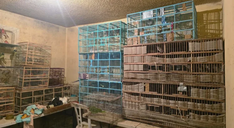 Rescatan 253 aves canoras y de ornato en Guanajuato