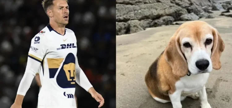 Aaron Ramsey ofrece recompensa millonaria por su perro perdido en Guanajuato Aaron Ramsey ofrece recompensa millonaria por su perro perdido en Guanajuato