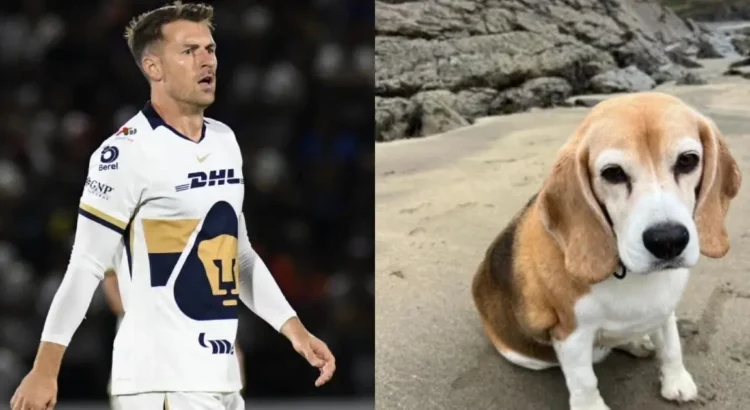 Aaron Ramsey ofrece recompensa millonaria por su perro perdido en Guanajuato