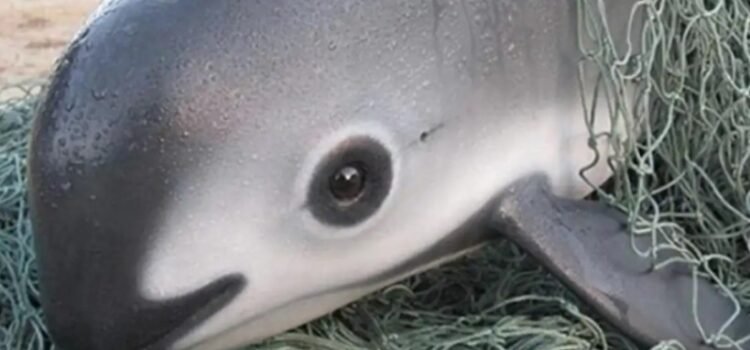 Solicitará Europa embargo comercial contra México Solicitará Europa embargo comercial contra México