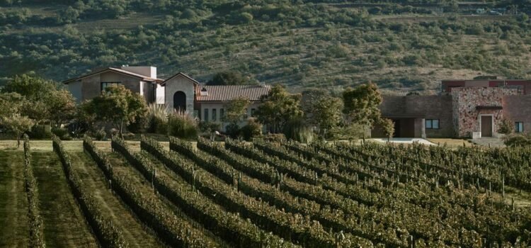 Ruta del Vino de Guanajuato, nominada como Mejor Región Vinícola de México