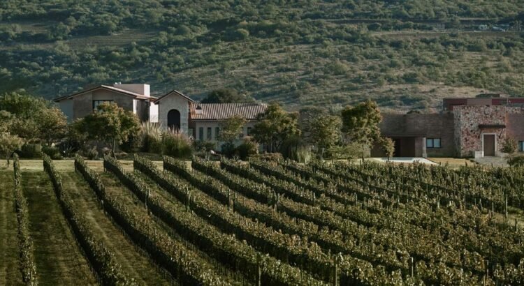 Ruta del Vino de Guanajuato, nominada como Mejor Región Vinícola de México