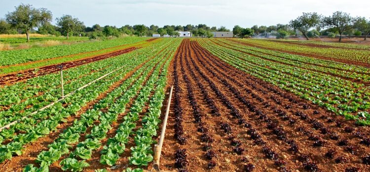 Guanajuato impulsa el sector agroalimentario ante la caída de la industria automotriz