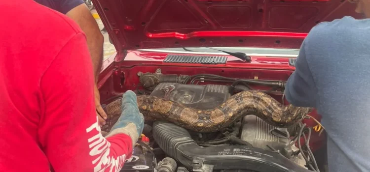 Bomberos auxilian a mujer que traía una boa en el motor de su auto Bomberos auxilian a mujer que traía una boa en el motor de su auto