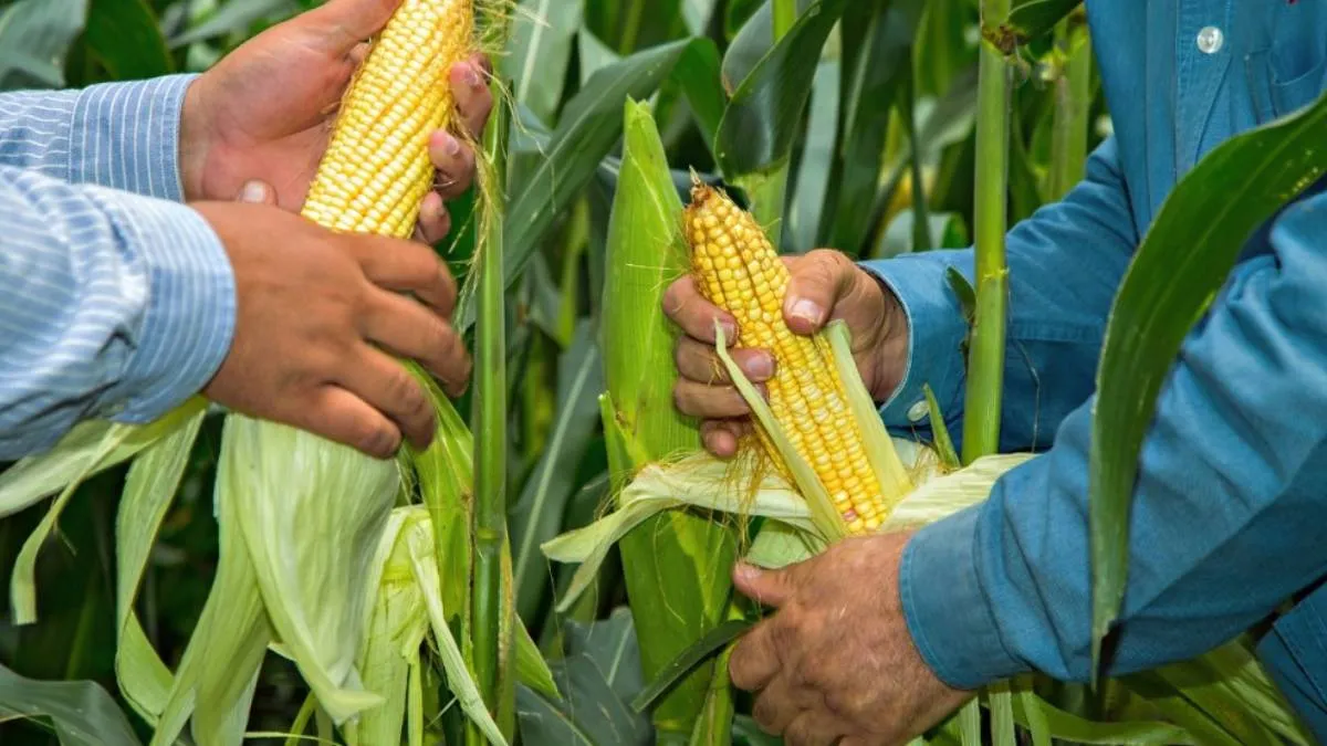 Guanajuato recibirá a poyo para la siembra de maíz blanco