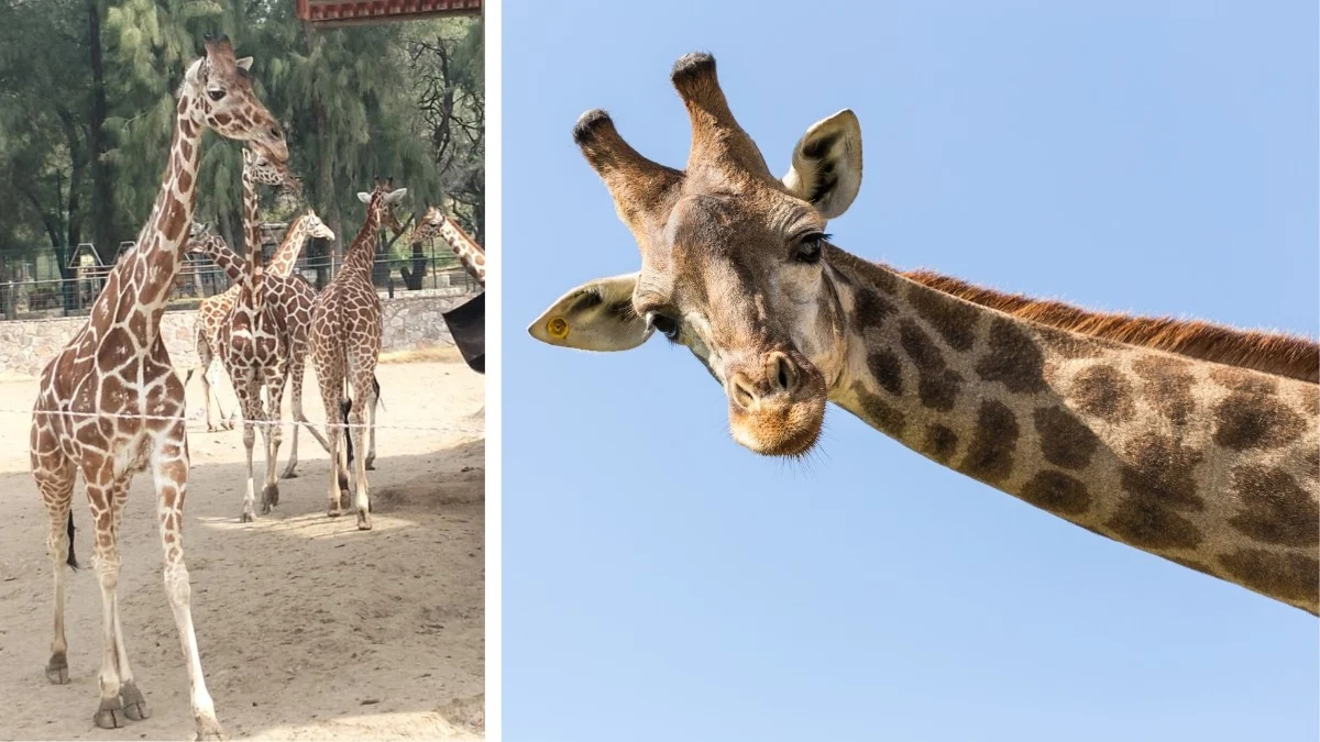 Muere Mayra, jirafa de cuatro años del Zoológico de León